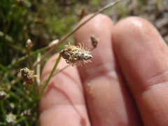Eleocharis montevidensis