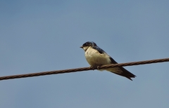 Hirundo dimidiata