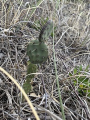 Opuntia mesacantha