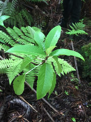 Touchardia latifolia