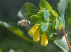 Anthophora dispar
