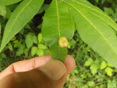 Phylloxera notabilis