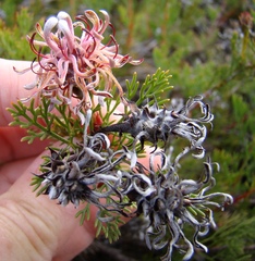 Serruria gremialis