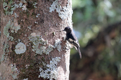 Melaniparus albiventris