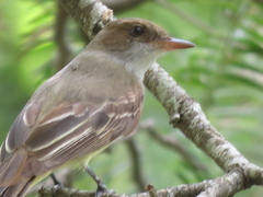Myiarchus swainsoni
