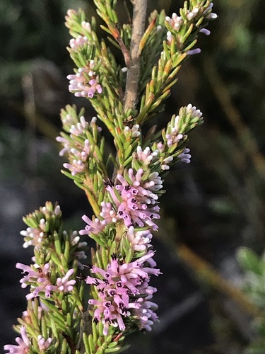 Image of Erica uberiflora by (c) Ren Hoekstra, some rights reserved (CC BY)
