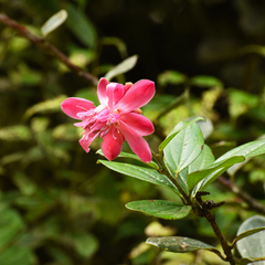 Cavendishia adenophora