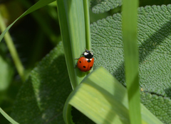 Coccinella septempunctata