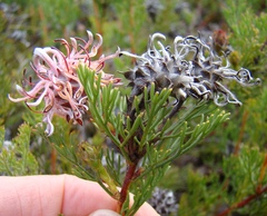Serruria gremialis