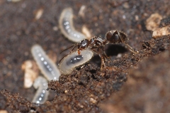 Lasius cinereus