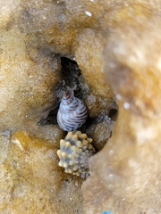 Echinolittorina aspera