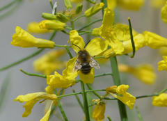 Anthophora dispar