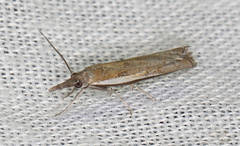 Ptochostola microphaeellus