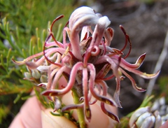 Serruria gremialis
