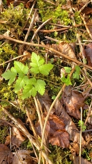 Osmorhiza purpurea