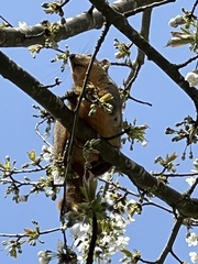 Sciurus niger