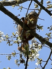 Sciurus niger