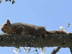Sciurus niger
