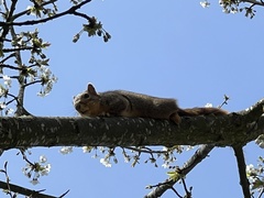 Sciurus niger