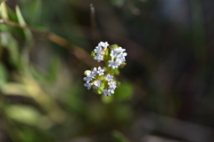 Valerianella echinata