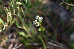 Valerianella echinata