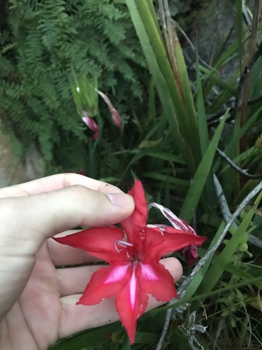 George Flame (Gladiolus sempervirens)