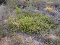 Serruria gremialis