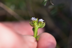 Valerianella echinata