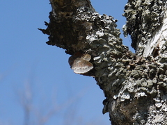 Phyllodesma japonica