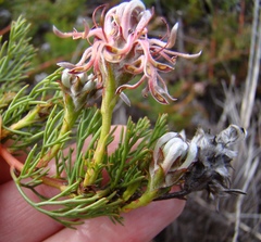 Serruria gremialis