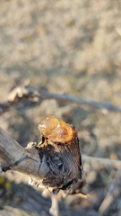 Vitis vinifera vinifera