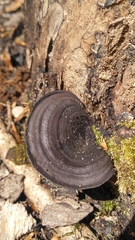 Nigroporus