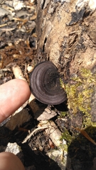 Nigroporus