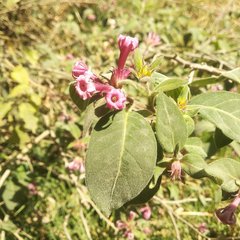 Cestrum roseum