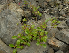 Veronica hulkeana