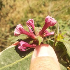 Cestrum roseum