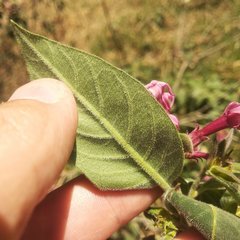 Cestrum roseum