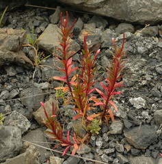 Epilobium brevipes