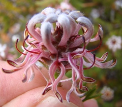 Serruria gremialis