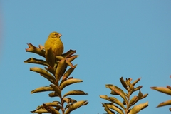 Crithagra sulphurata