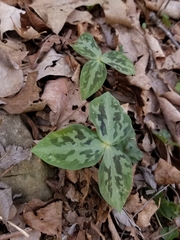 Trillium stamineum