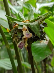 Boesenbergia