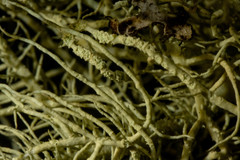 Usnea perplexans