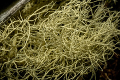 Usnea perplexans