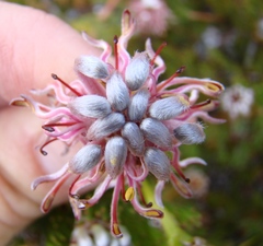 Serruria gremialis