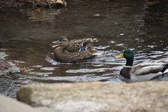 Anas platyrhynchos