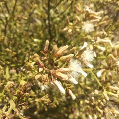 Baccharis multiflora