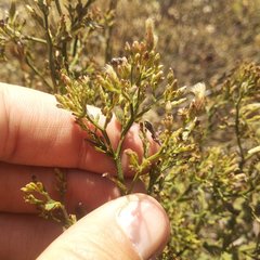 Baccharis multiflora