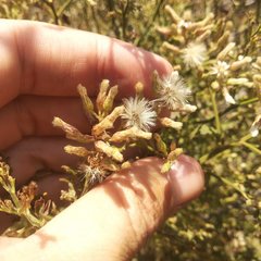 Baccharis multiflora