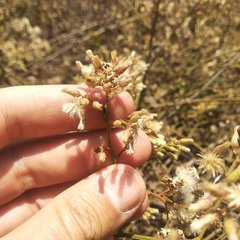 Baccharis multiflora